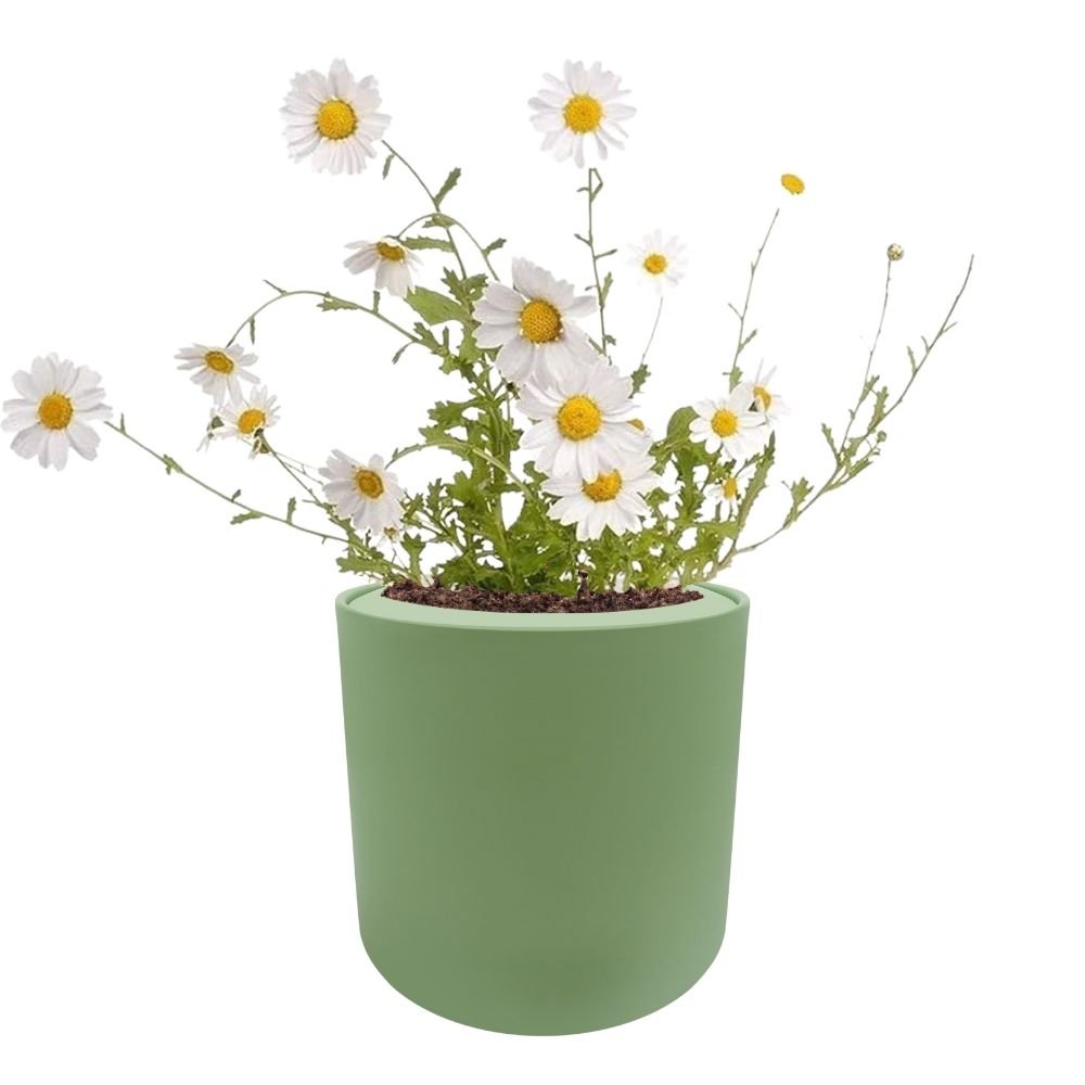 Chamomile Hydroponic Kit