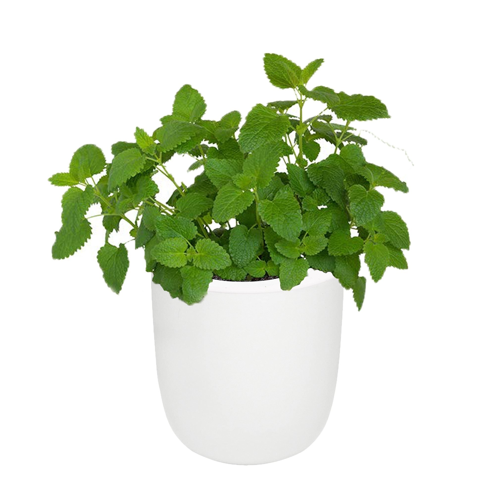 Lemon Balm