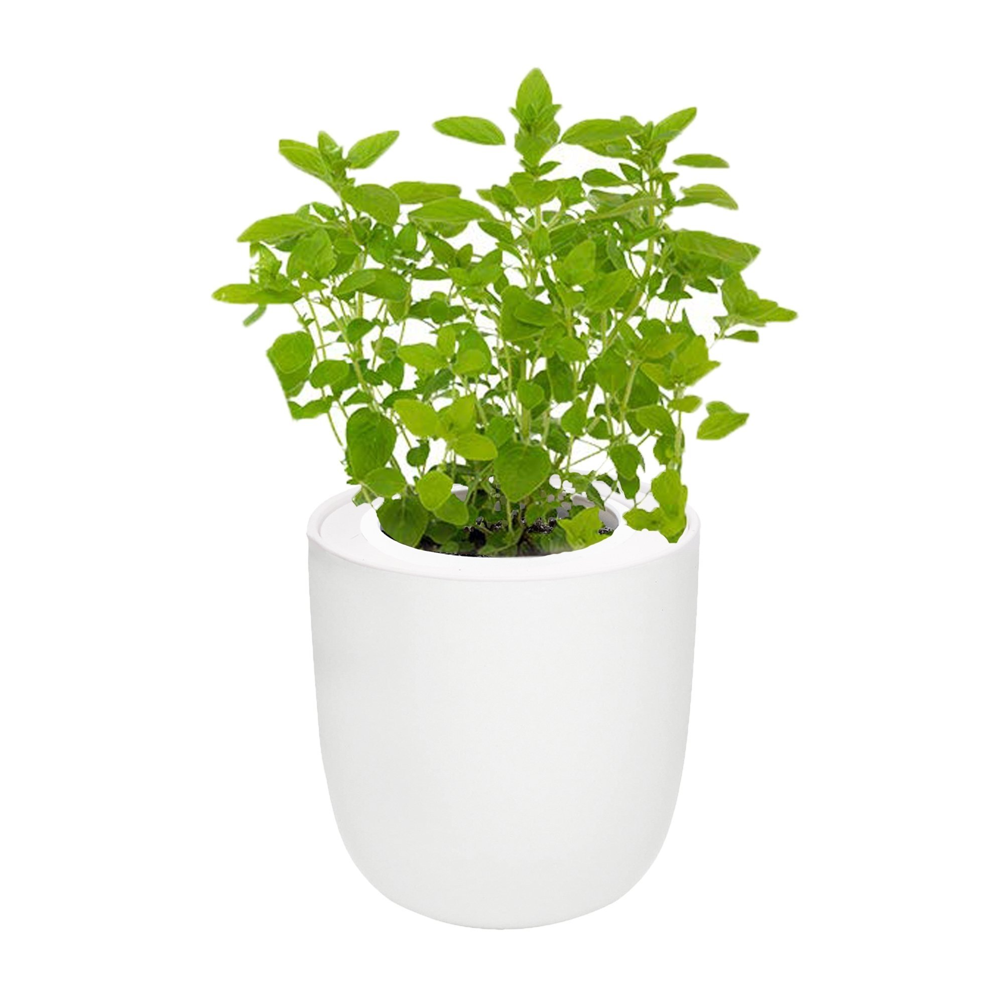 Marjoram Hydroponic Kit