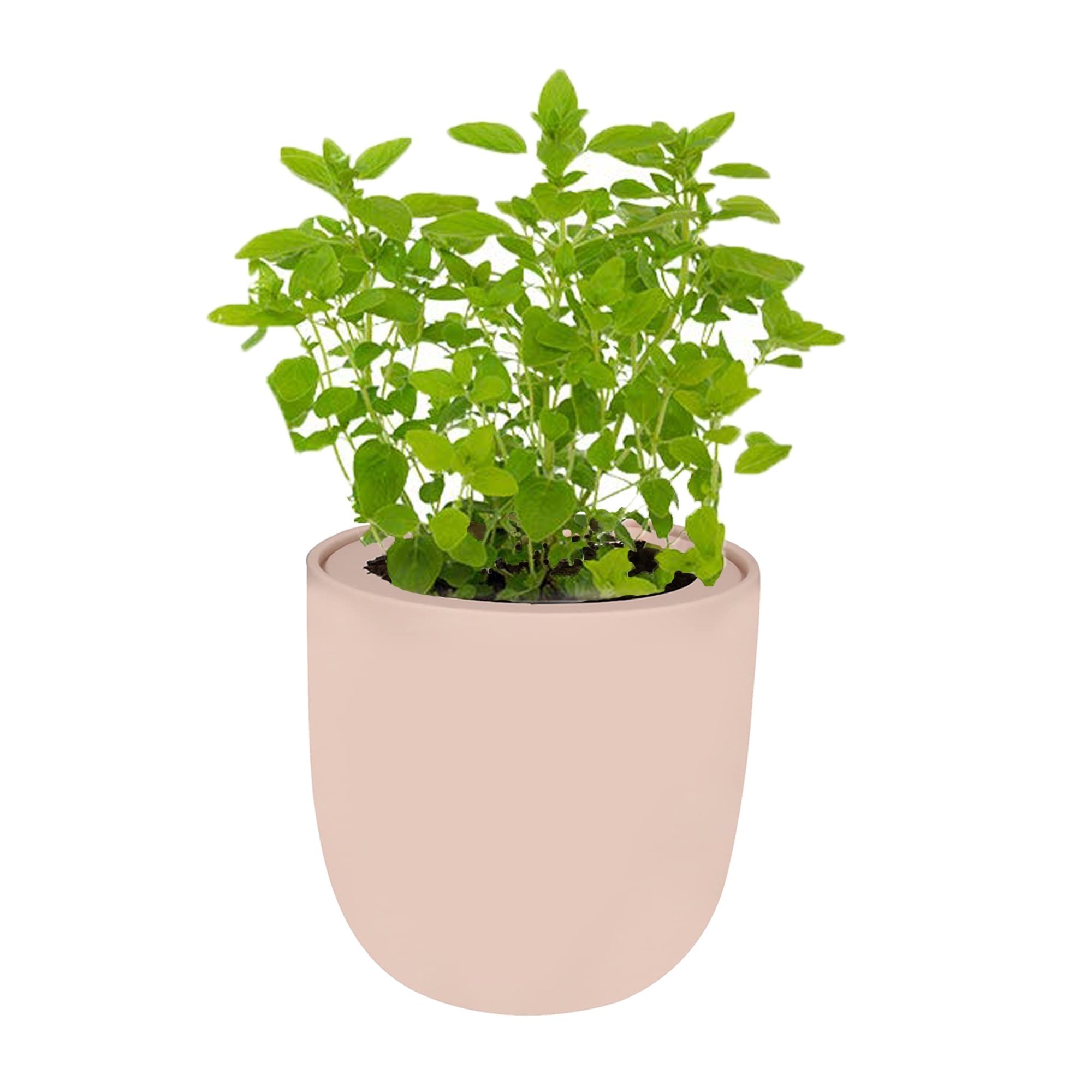 Marjoram Hydroponic Kit