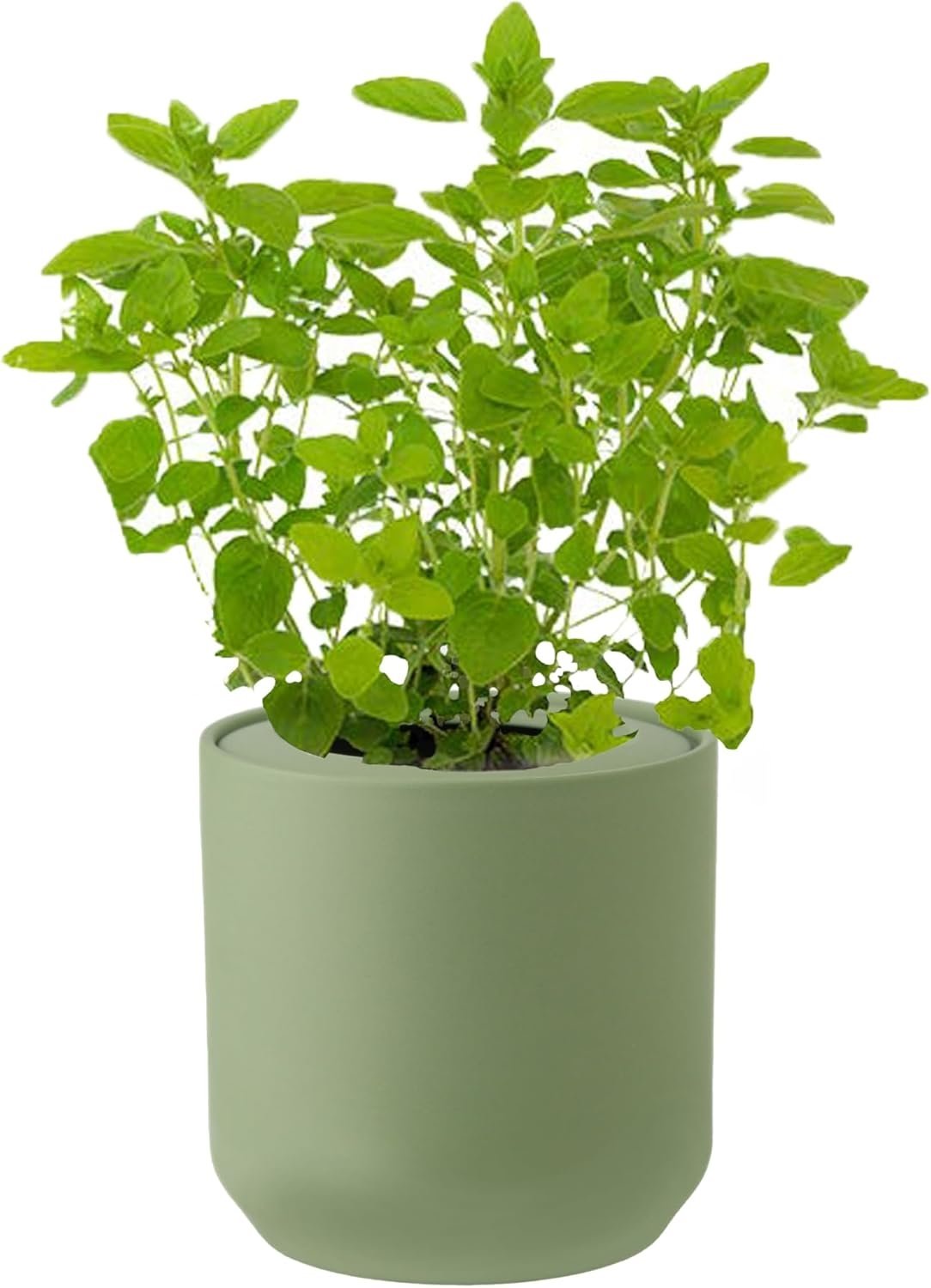 Marjoram Hydroponic Kit