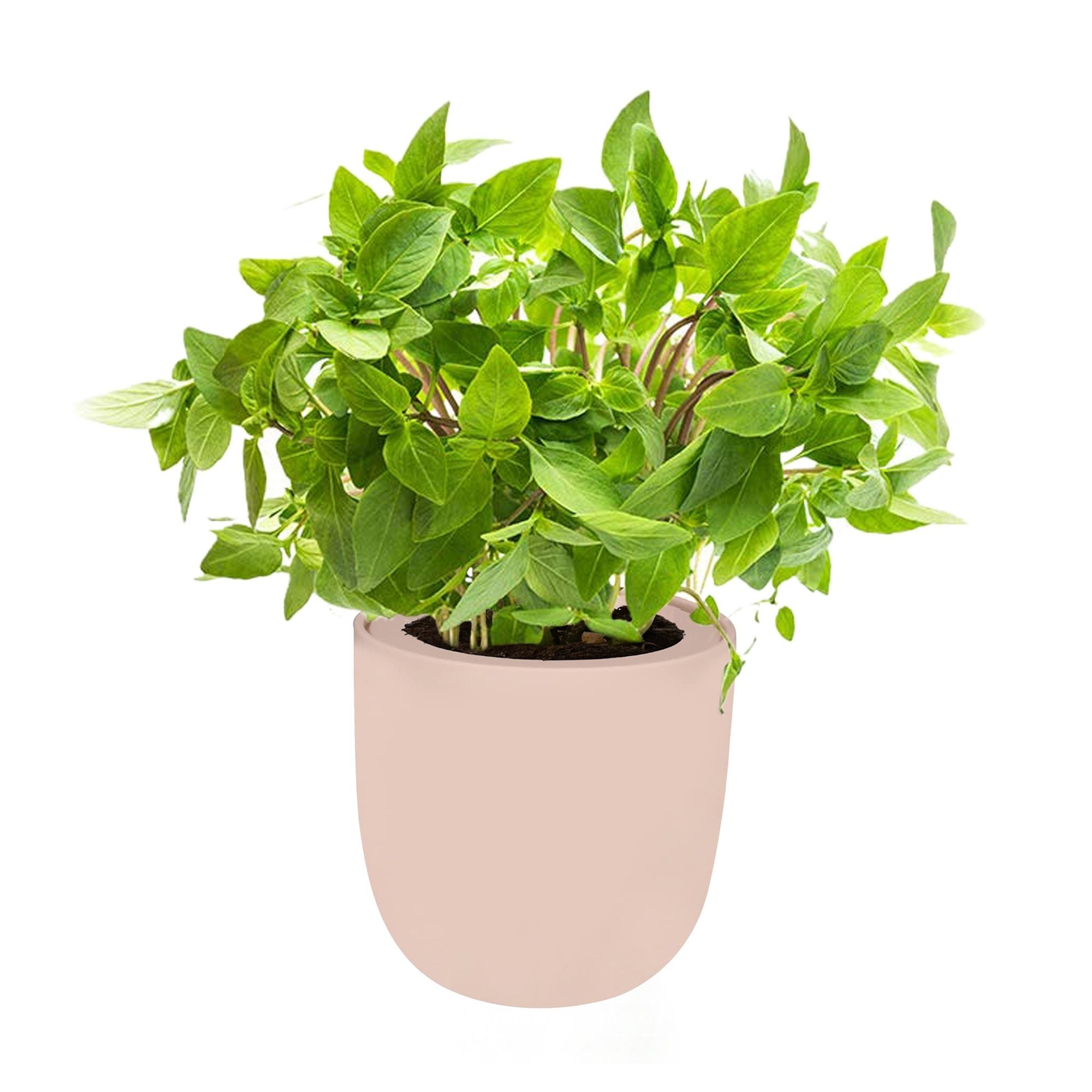 Thai Basil