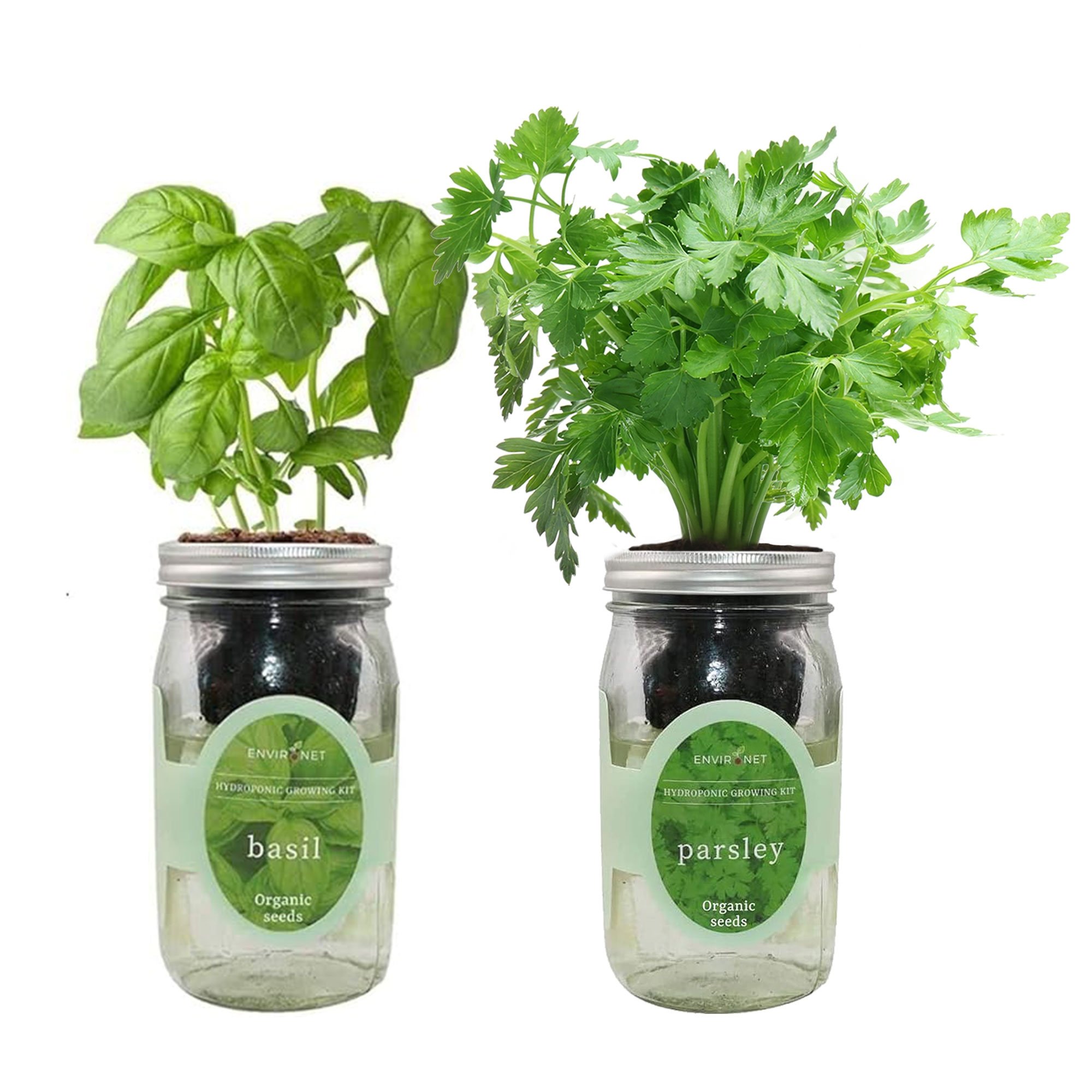 Organic Mason Jar Hydroponic Herb Kit (Basil and Parsley)