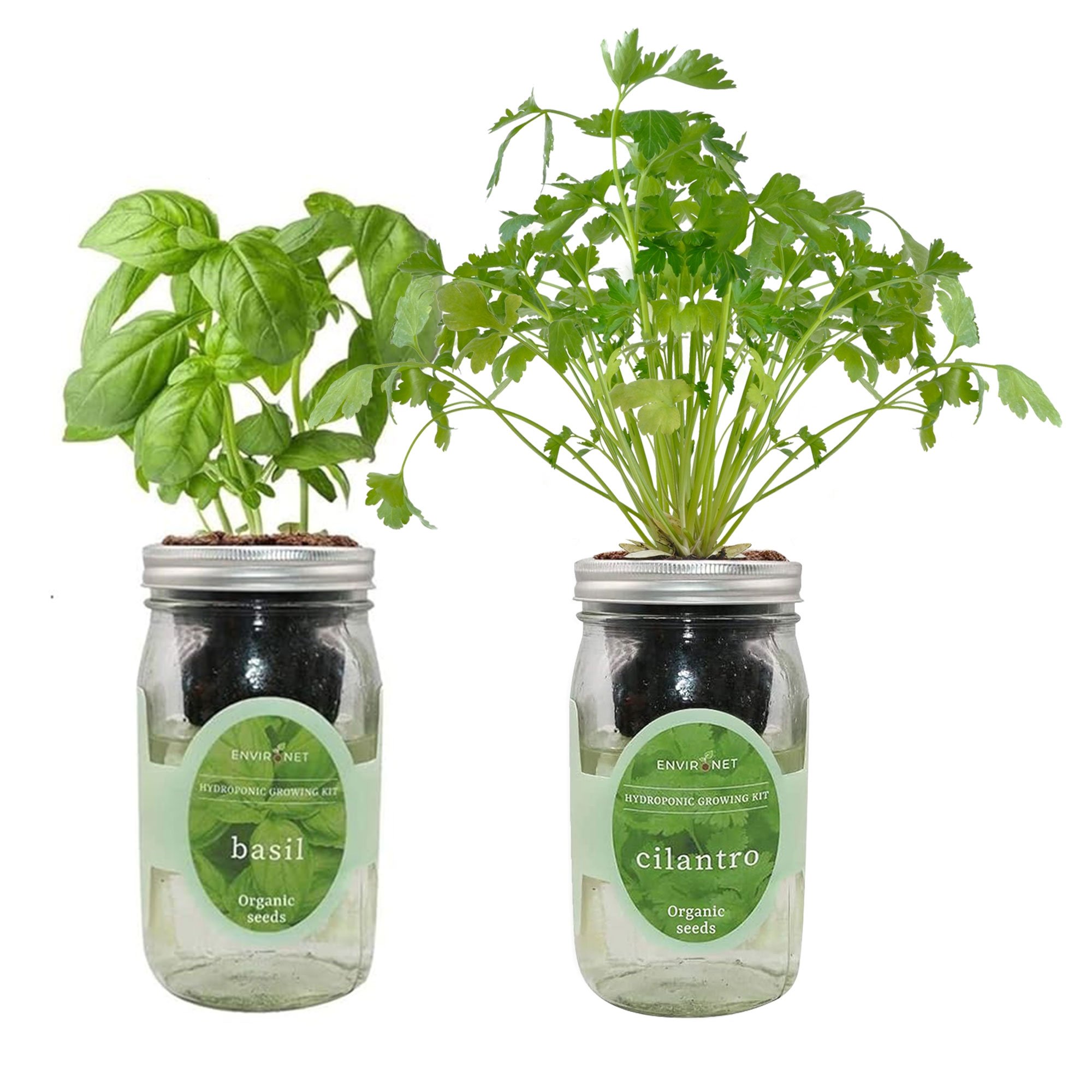 Hydroponic Herb Duo (Basil & Cilantro)