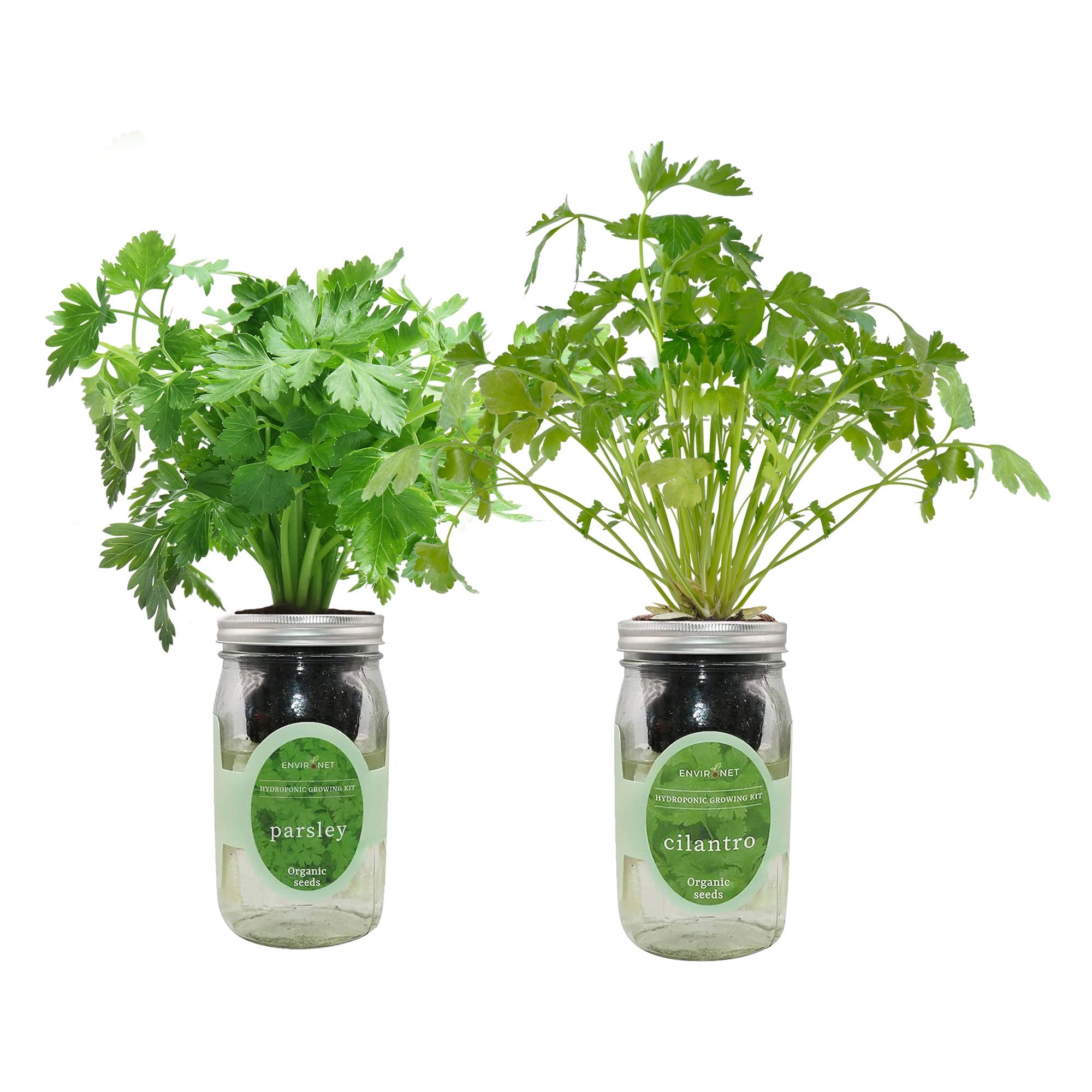 Organic Mason Jar Hydroponic Herb Kit (Parsley and Cilantro)