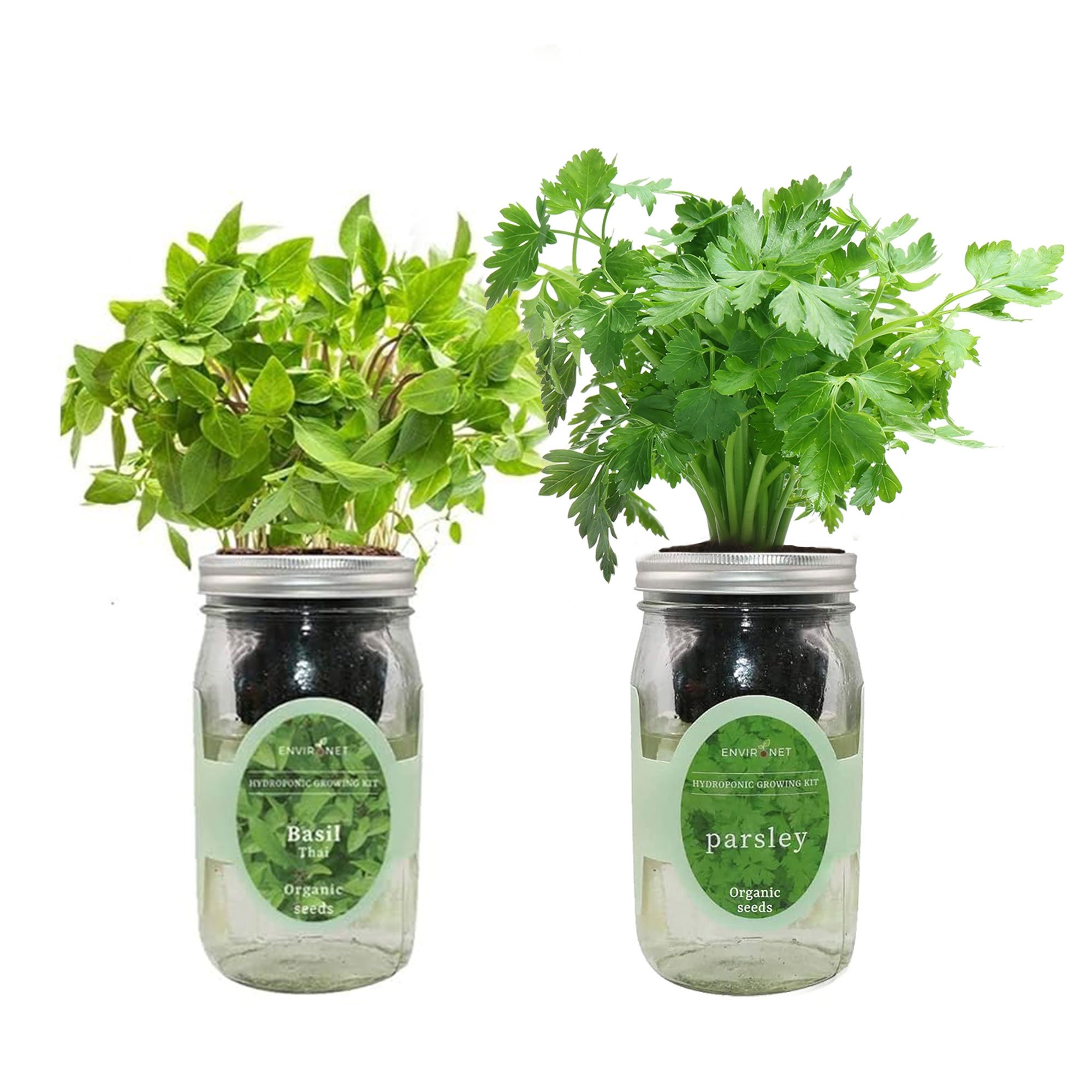 Organic Mason Jar Hydroponic Herb Kit - Thai Basil & Parsley