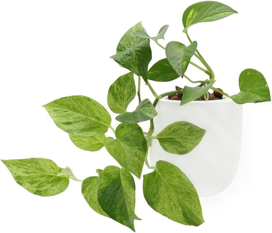 Golden Pothos