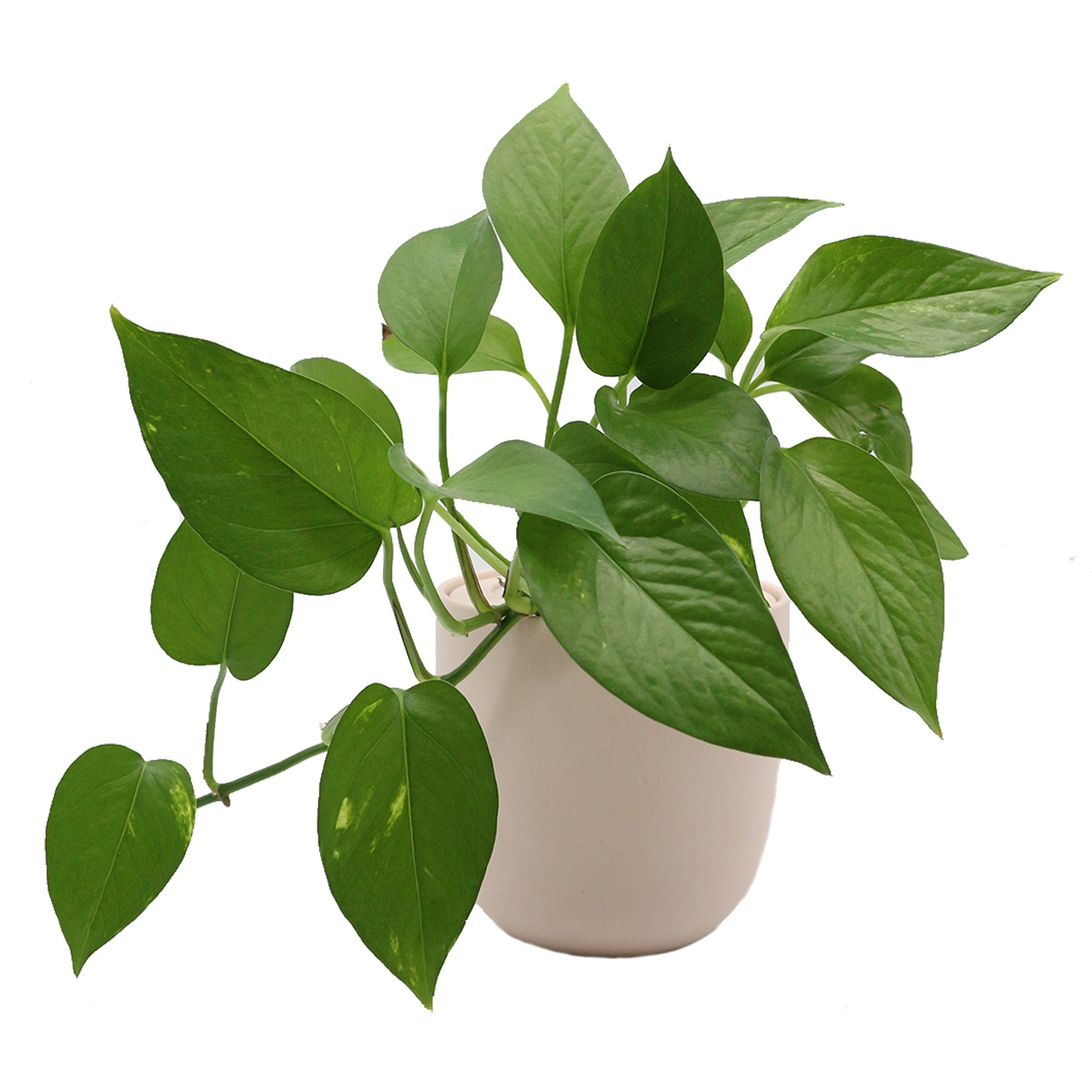 Jade Pothos