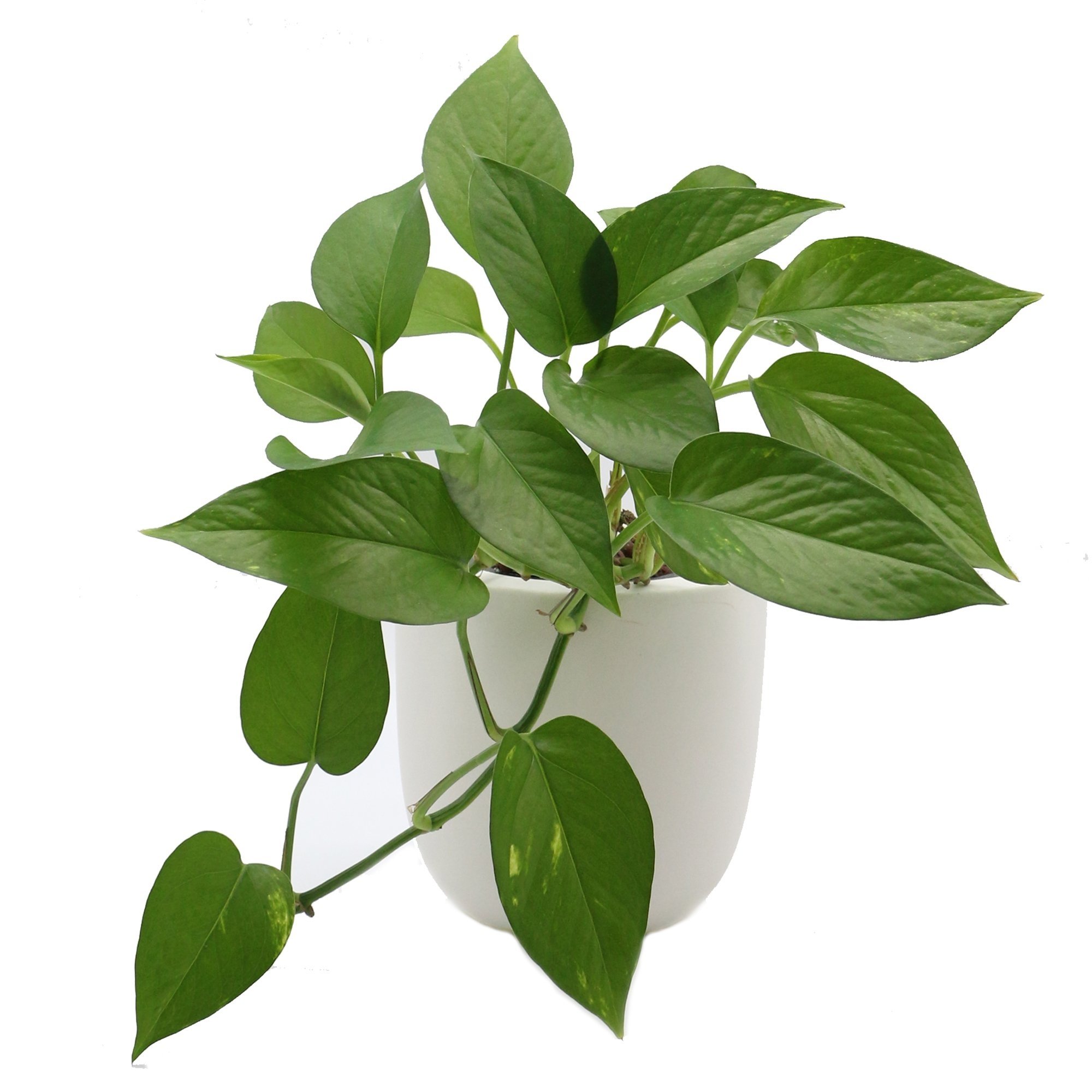 Jade Pothos