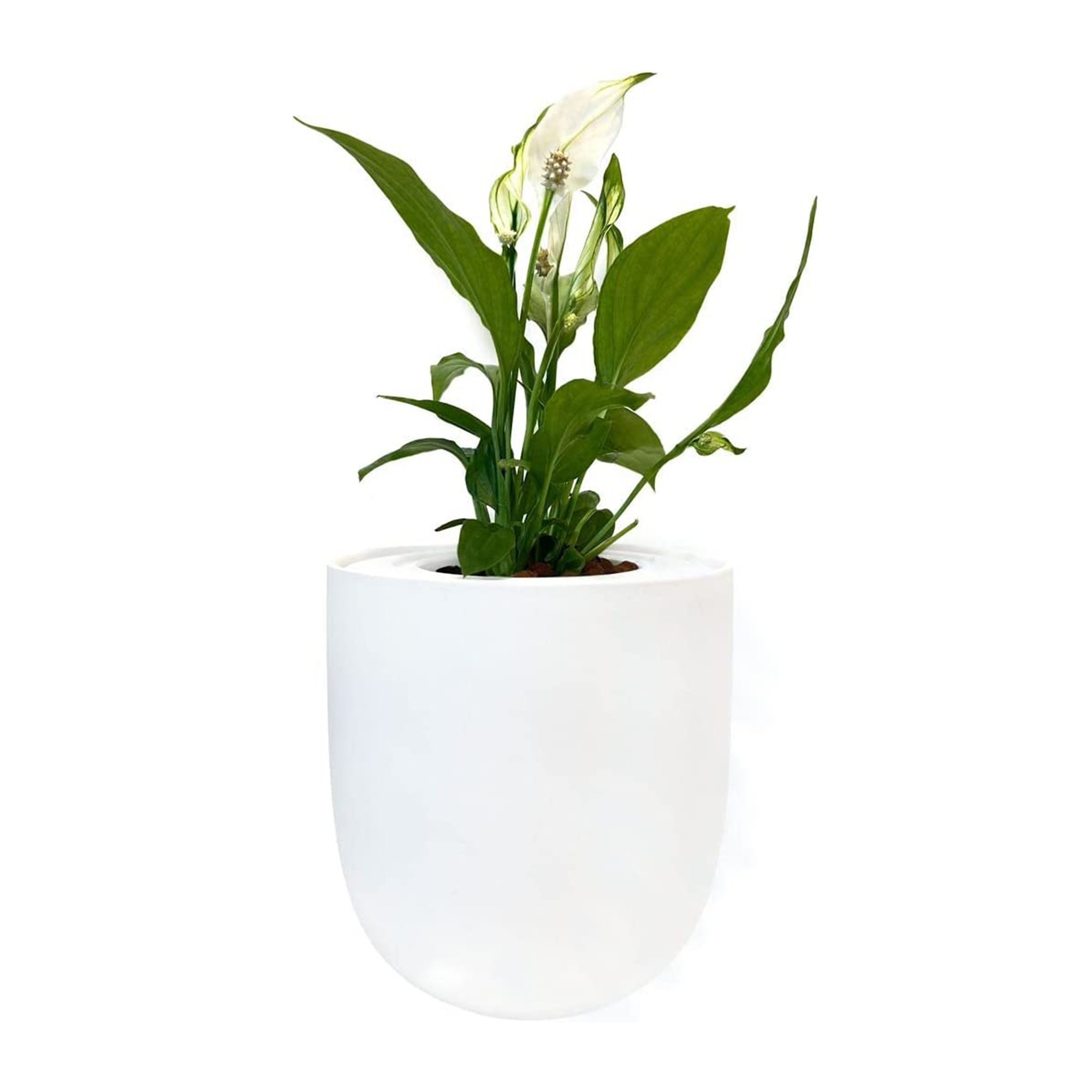 Spathiphyllum - Peace Lily