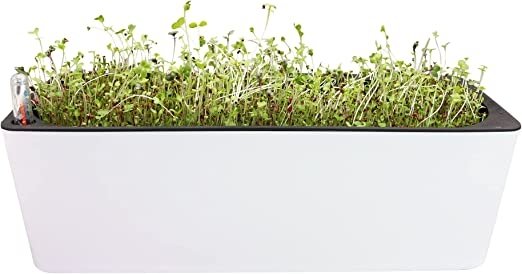 Self-Watering Microgreens Growing Kit